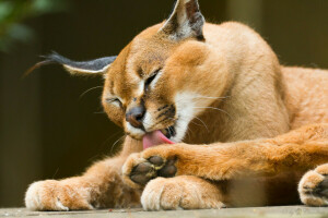 Caracal, Katze, Steppenluchs, Waschen