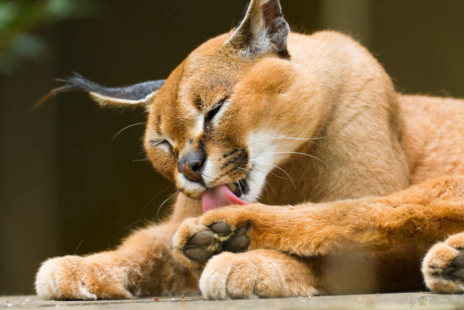 gatto, lavaggio, Caracal, lince della steppa