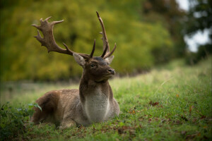 Animal, veado, Relva, natureza