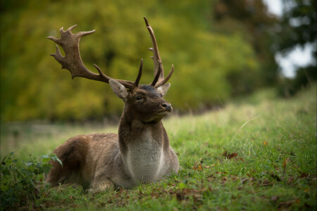 Animal, cerf, herbe, la nature