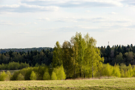 bosque, verde, verduras, mayo, Mañana, primavera, Soleado, arboles