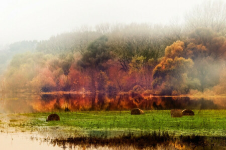 l'automne, feuillage, forêt, paysage, photographe, étang, Tomas Hauk