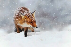 bokeh, Renard, la nature, rouge, neige, flocons de neige, hiver