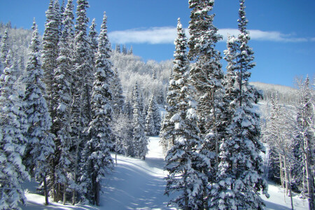 Wald, Pfad, Schnee, der Himmel, Die Sonne, Bäume, Winter