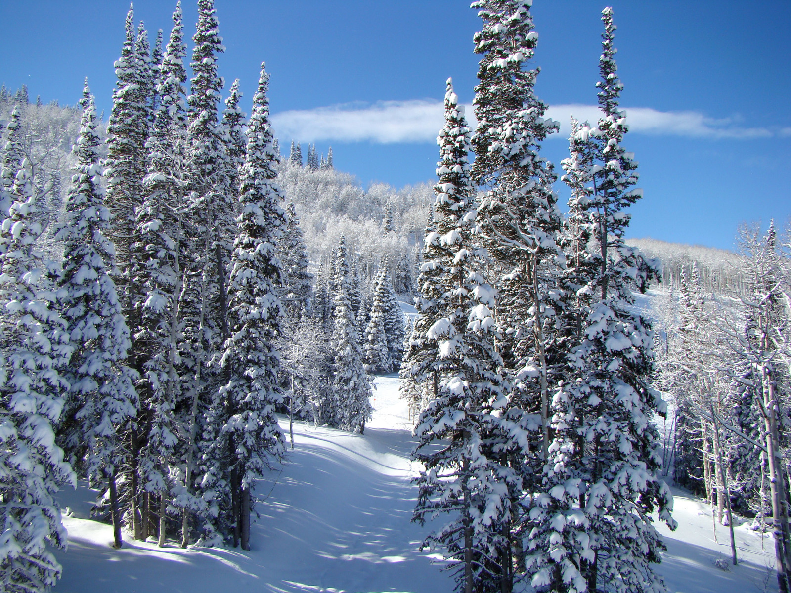 snow, forest, the sky, winter, trees, the sun, path