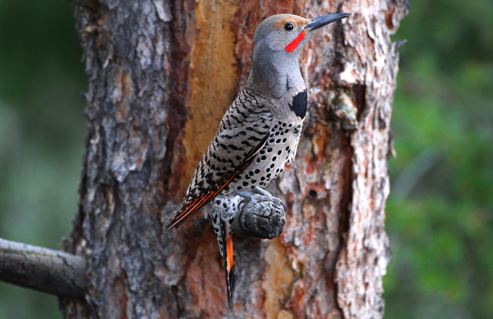 tree, nature, bird, bitches, feathers, beak, trunk