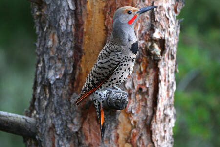 Schnabel, Vogel, Hündinnen, Gefieder, Natur, Baum, Kofferraum