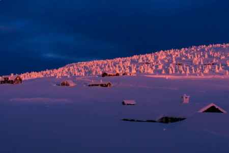 casa, rasvet, neve, alberi, inverno