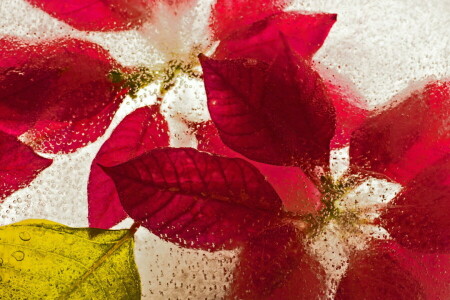 flores, hielo, macro