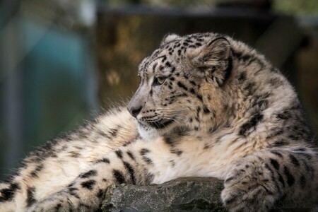 bars, fourrure, IRBIS, prédateur, profil, léopard des neiges, rester, chat sauvage