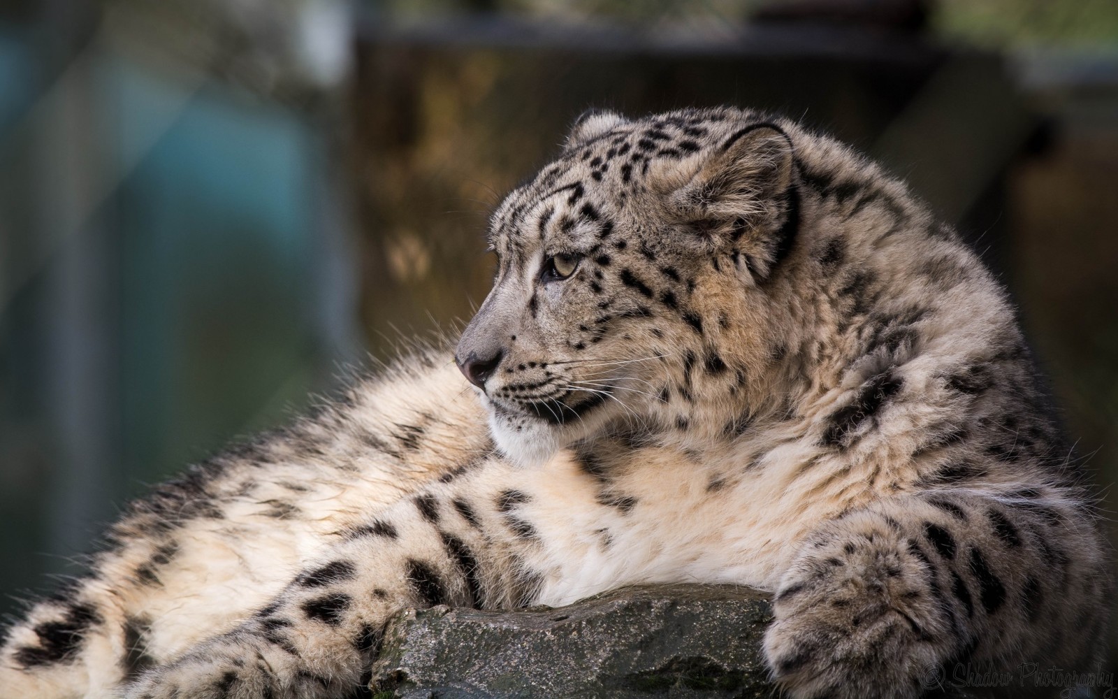 blană, prădător, profil, pisica sălbatică, stau, IRBIS, leopard de zăpadă, baruri