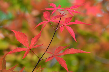 autumn, branch, color, leaves, macro