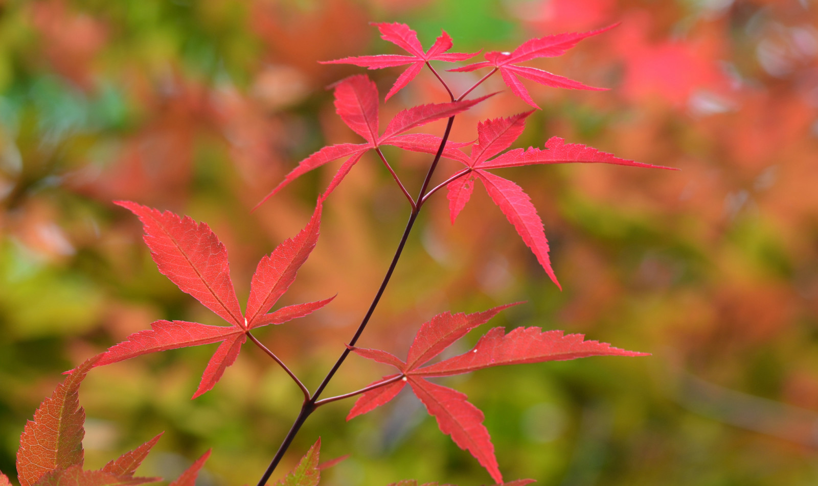 autumn, macro, leaves, branch, color