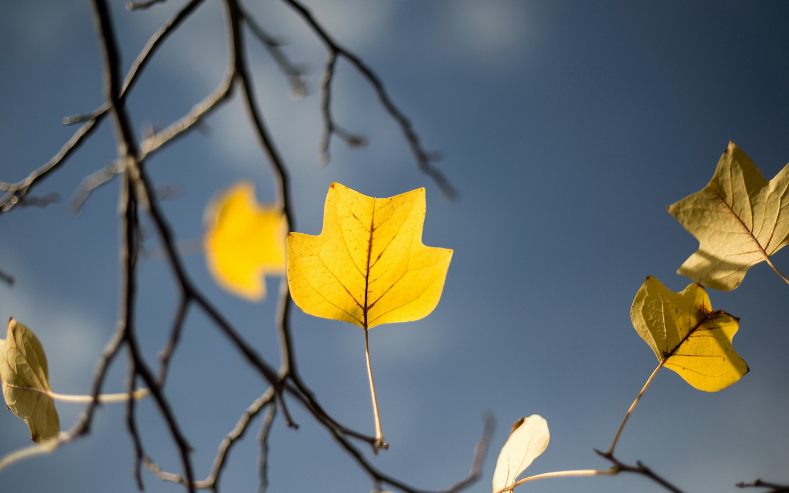 albero, autunno, Giardino, foglia gialla