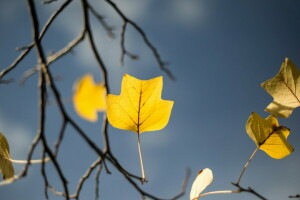 autunno, Giardino, albero, foglia gialla