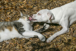 gato, perro, amigos, amistad, Beso, amor, perrito