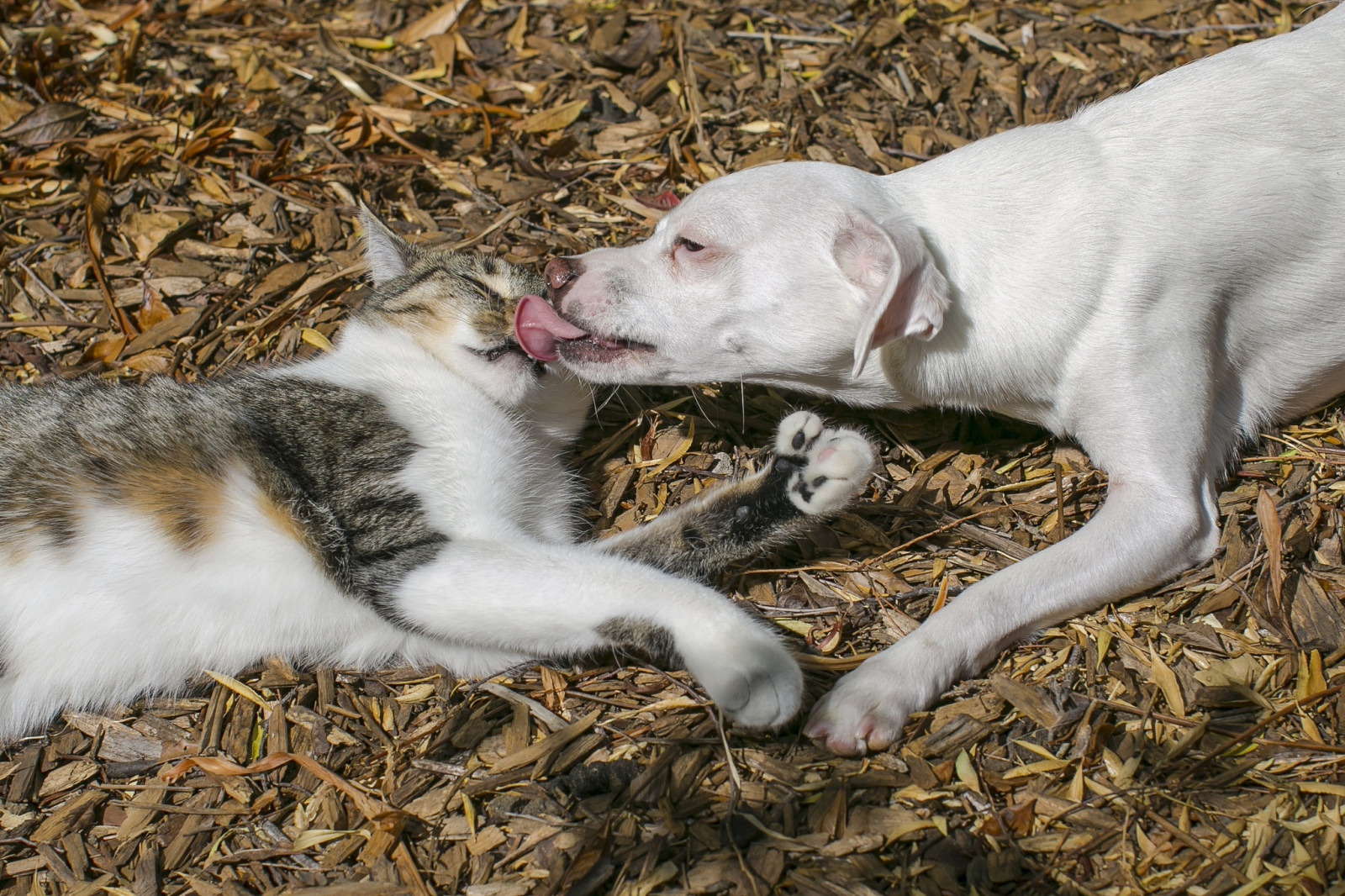 hond, puppy, kat, liefde, vrienden, vriendschap, kus