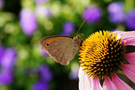 BUTTERFLY, flower, insect, PISTIL, stamens