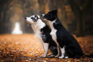 outono, cachorros, amigos