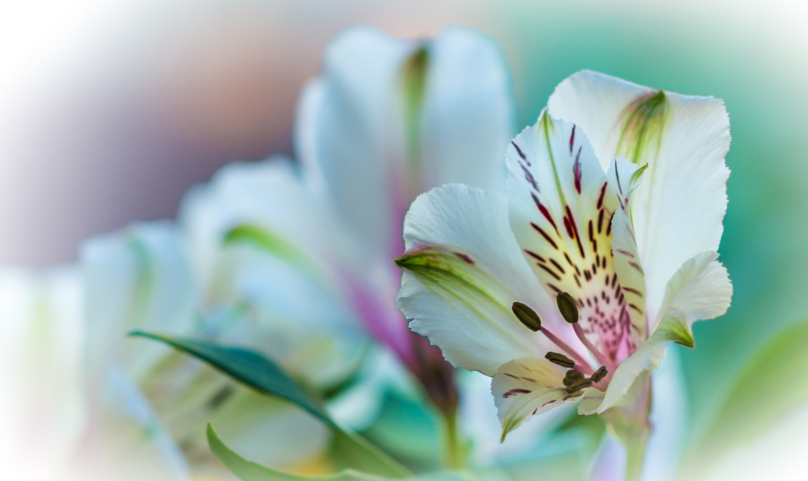 natura, pianta, fiore, Giglio, petali