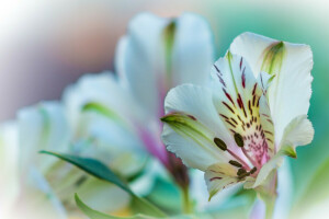 fiore, Giglio, natura, petali, pianta