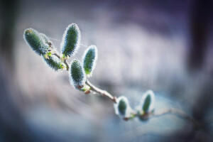 bokeh, ramas, telaraña, Verba