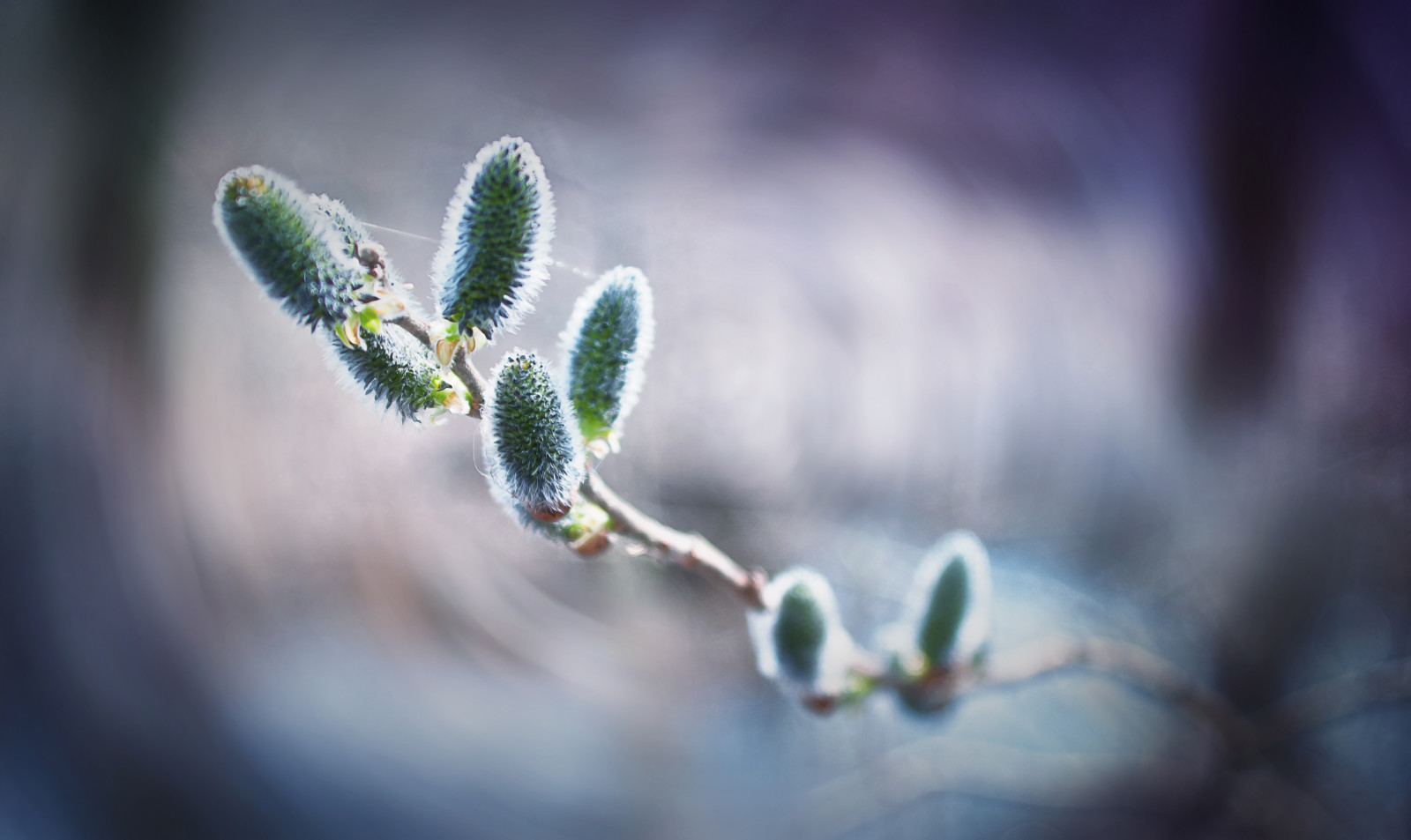 κλαδια δεντρου, bokeh, Verba, αραχνιά