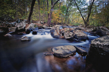 autunno, foresta, fiume, pietre, ruscello