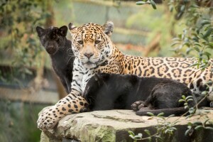 baby, katten, jaguars, mam, natuur