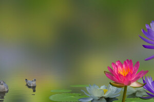 birds, collage, flowers, Lily, water Lily