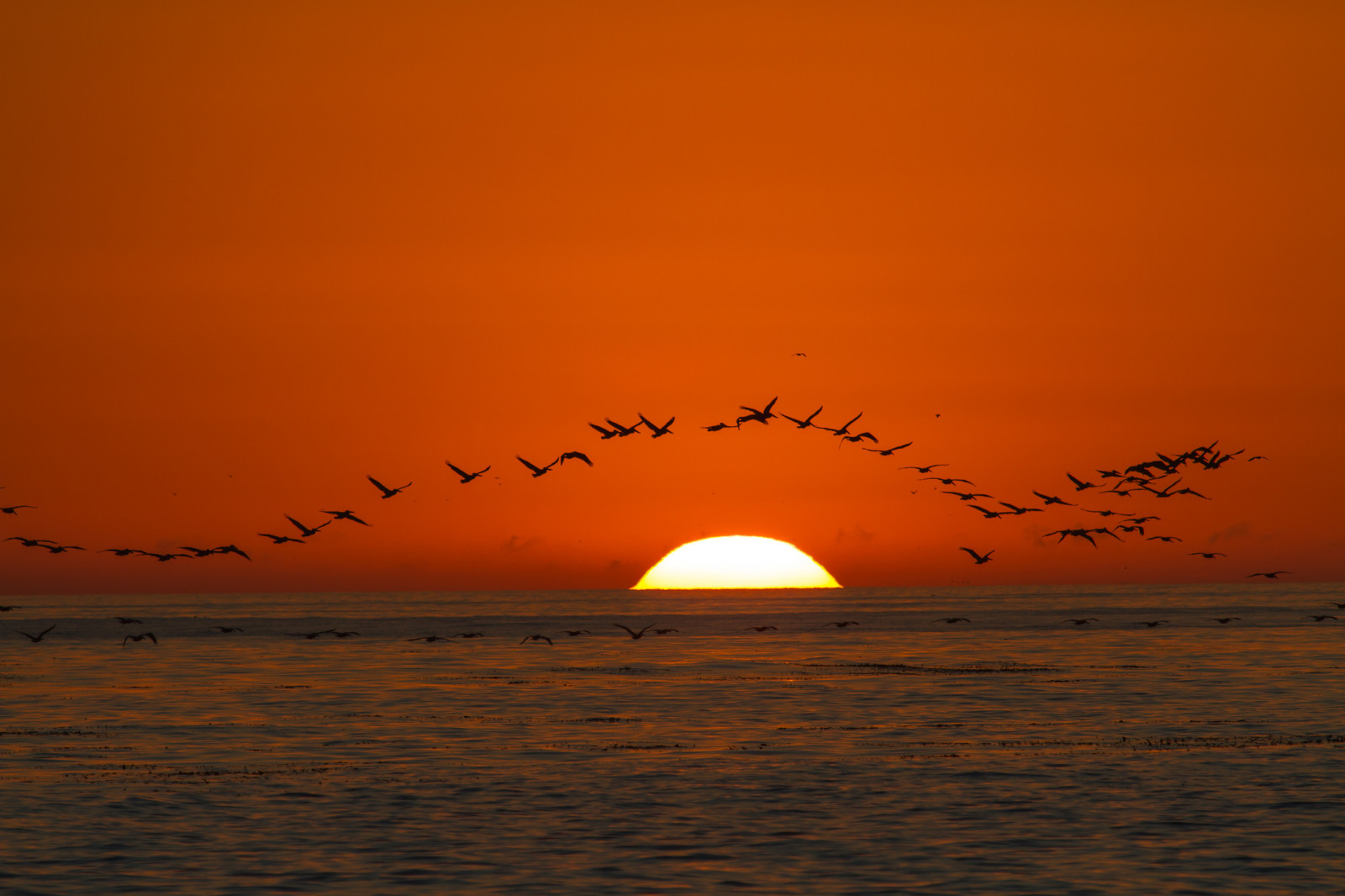 el cielo, puesta de sol, mar, aves, el sol