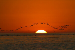 pássaros, mar, pôr do sol, o céu, o sol