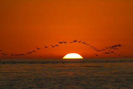 birds, sea, sunset, the sky, the sun