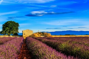 field, France, house, lavender, Provence, tree