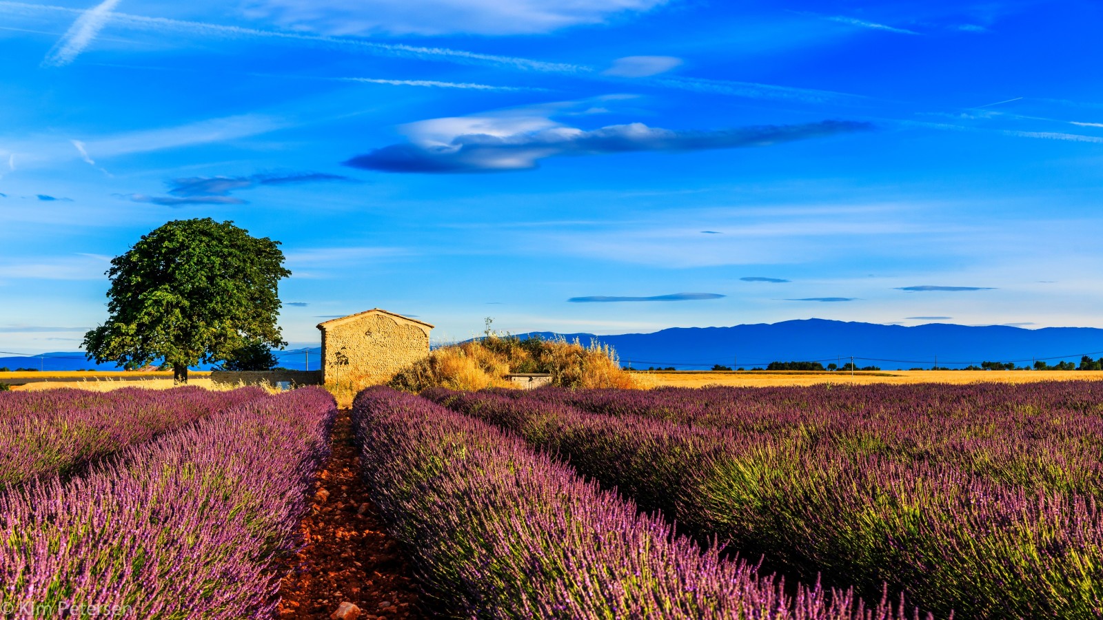 copac, casă, camp, lavandă, Franţa, Provence