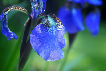 dråper, blomst, iris, petals, Rosa, vann