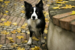 l'automne, chien, chaque, Regardez