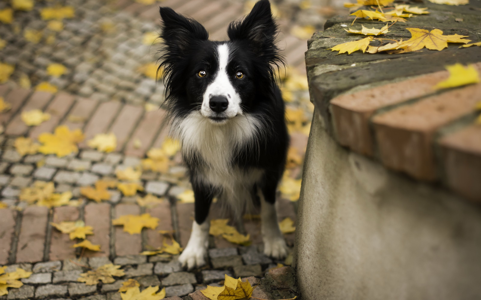 efterår, se, hund, hver