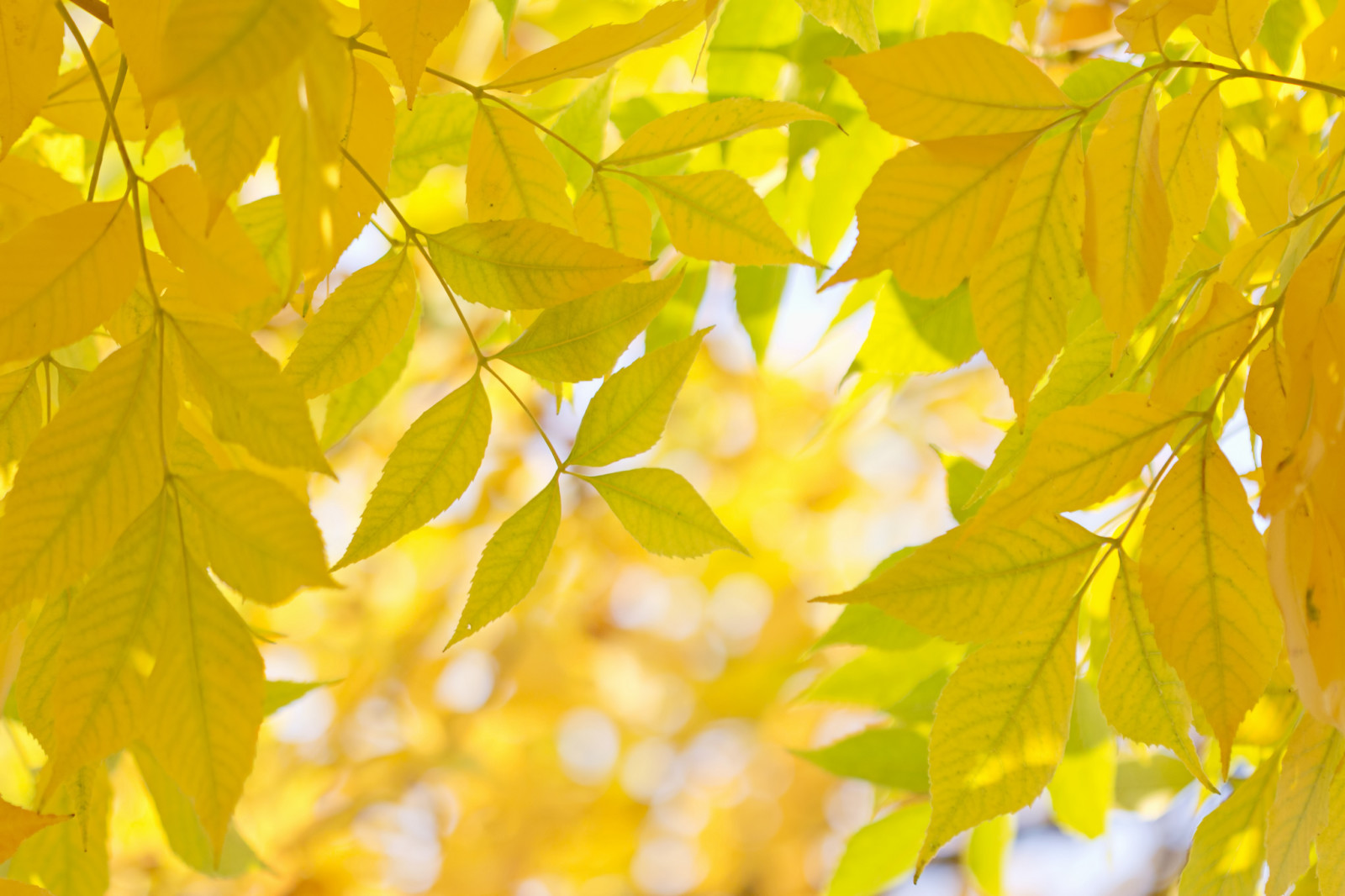 herfst, takken, macro, bladeren