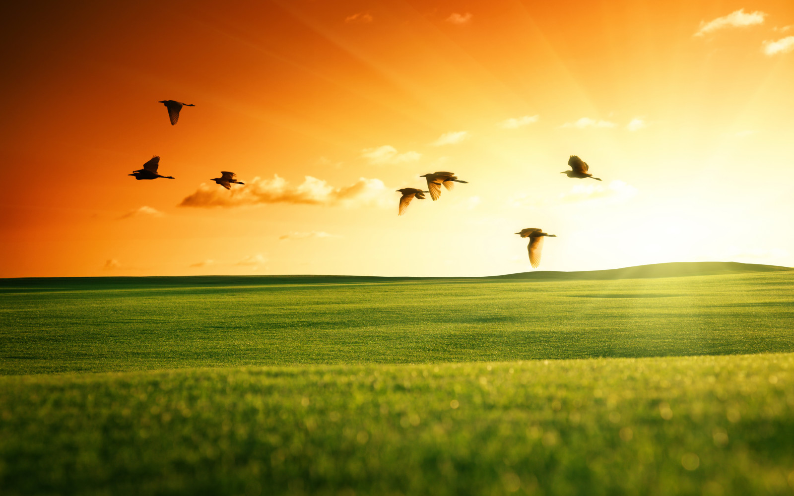 nature, the sky, sunset, landscape, field, birds, swans, the sun