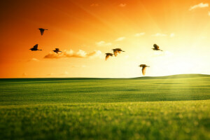 vogelstand, veld-, vlieg, groen, landschap, natuur, zonsondergang, zwanen