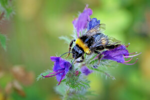 Bie, humle, blomst, insekt, natur, petals, anlegg