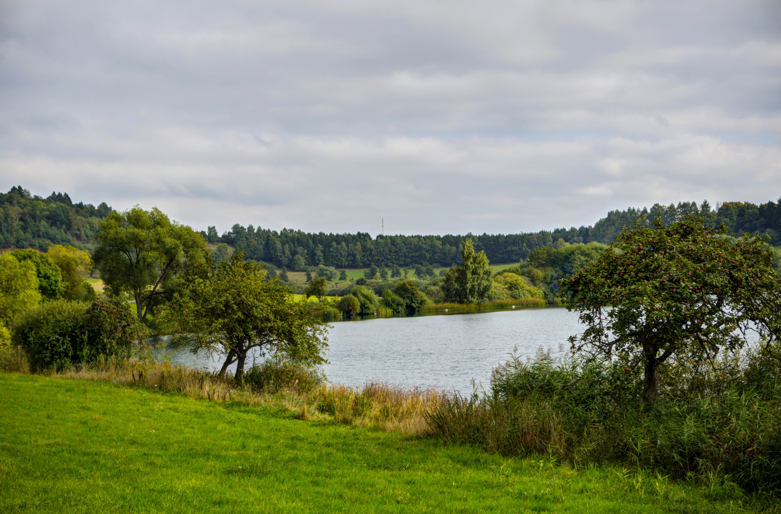 græs, natur, sø, Tyskland, Foto, buskene, Ellscheid