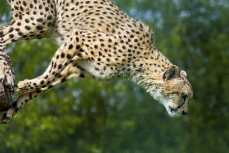 cat, Cheetah, jump, ©Tambako The Jaguar