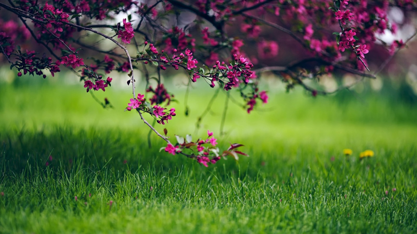 macro, champ, fleurs, branche, photo