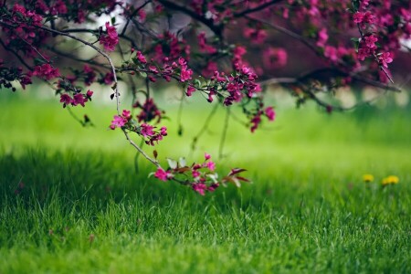 branche, champ, fleurs, macro, photo