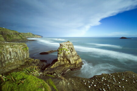 Auckland, Australasian gannet colony, Muriwai Beach, New Zealand