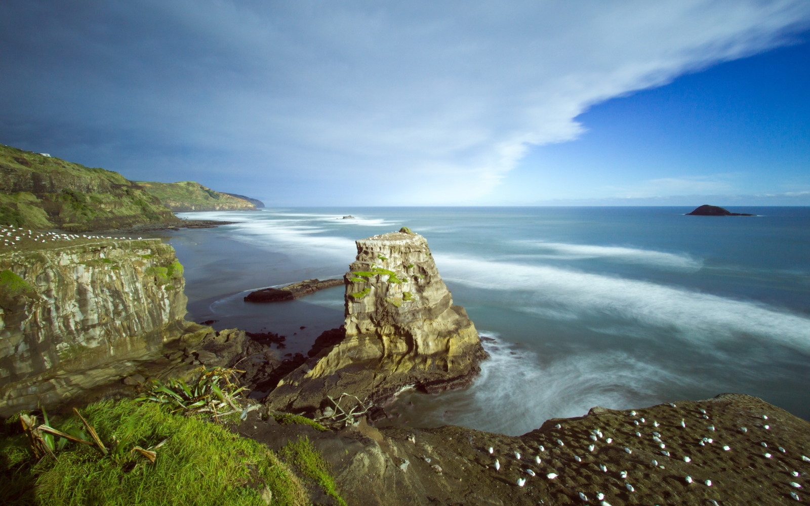 Nový Zéland, Auckland, Pláž Muriwai, Kolónia rakúskych gannetov