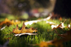 feuilles, macro, la nature