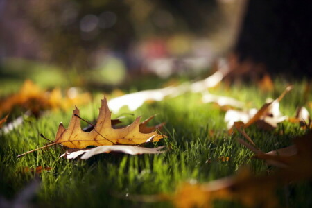 blade, makro, natur